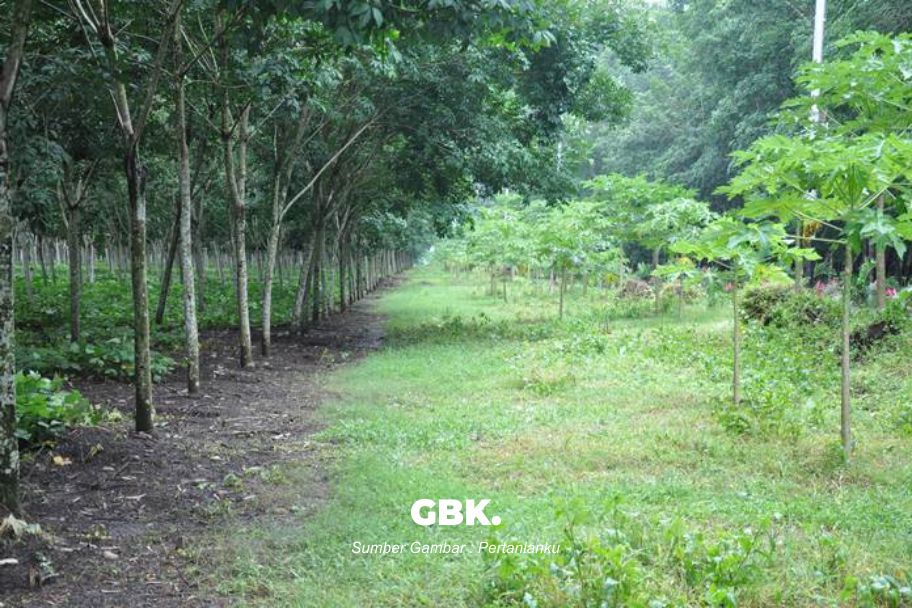Tanaman Pohon Karet