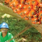 Cara Panen Kelapa Sawit yang Benar