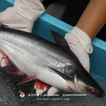 Cara Sukses Budidaya Ikan Patin, Peluang Bisnis Menggiurkan