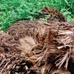 Janjang Kosong Kelapa Sawit, Solusi Pupuk Organik