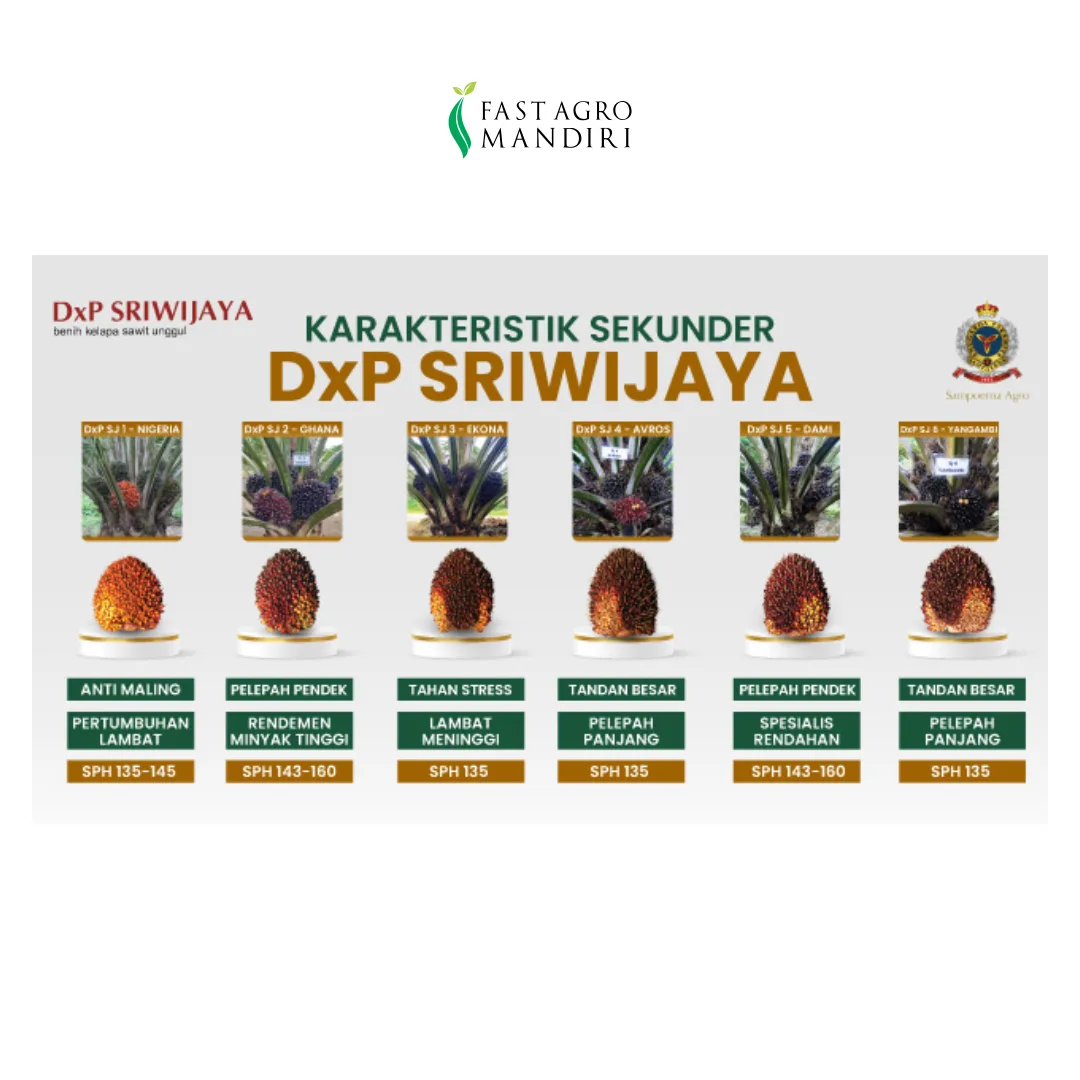 Mengenal lebih dekat bibit Sawit DxP Sriwijaya