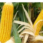 Manfaat Klobot Jagung Bisa Jadi Biskuit Lezat dan Bergizi Buat Sapi Kesayanganmu